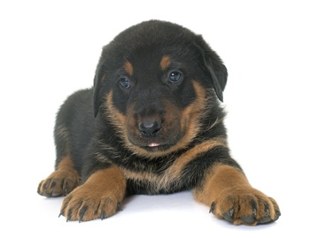 Photo of Beauceron puppy