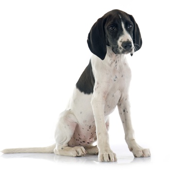 Photo of Braque d’Auvergne puppy