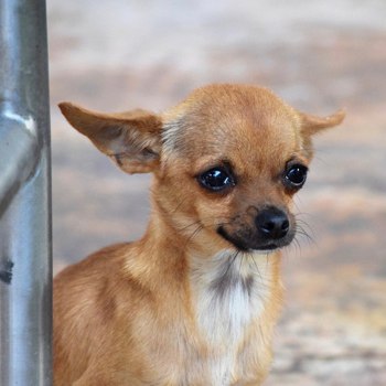 Photo of adult Chihuahua