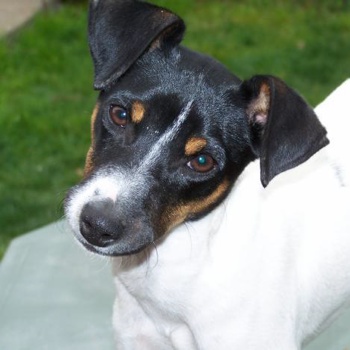 Photo of adult Chilean Terrier