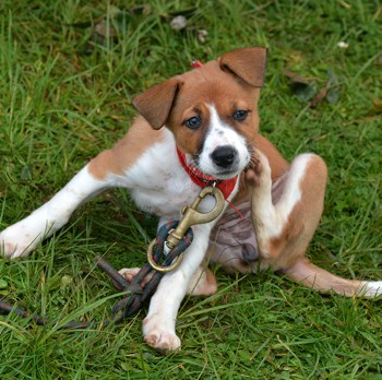 Photo of English Foxhound puppy