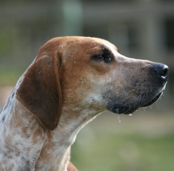 Photo of adult English Foxhound