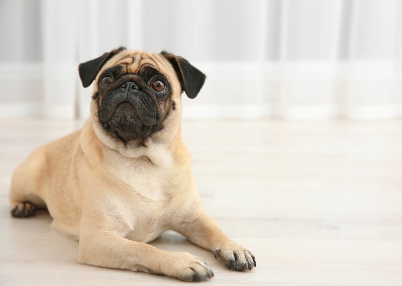 Pug Breed Information, Characteristics & Heath Problems | DogZone.com