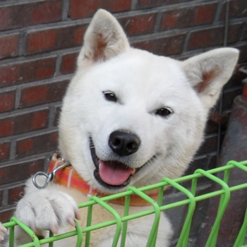 Photo of adult Pungsan Dog