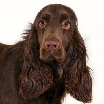 Photo of adult Field Spaniel