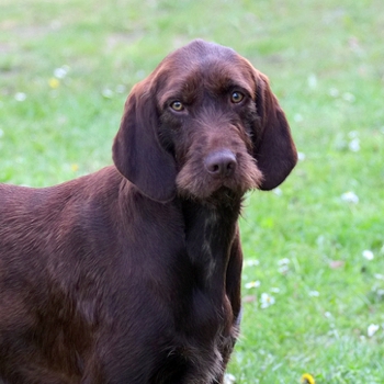 Photo of adult Pudelpointer