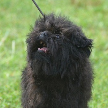 Photo of Affenpinscher puppy