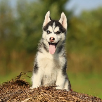 Photo of Alaskan Husky puppy