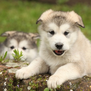 Photo of Alaskan Malamute puppy