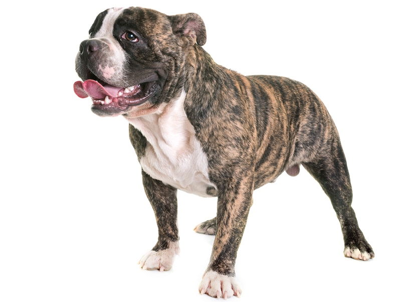 American Bully Large Photo