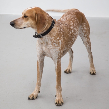 Photo of adult American English Coonhound