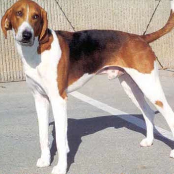 Photo of adult American Foxhound