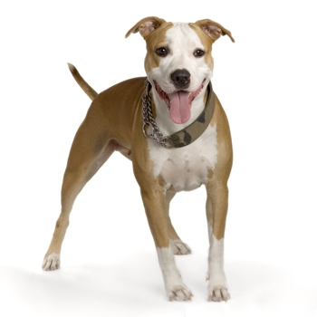 Photo of adult American Staffordshire Terrier
