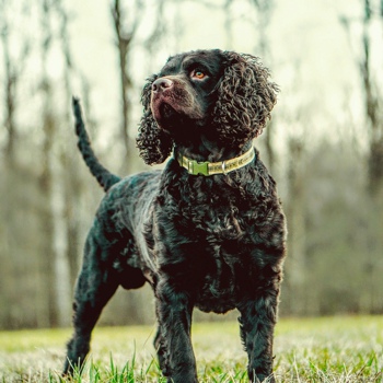 Photo of adult American Water Spaniel