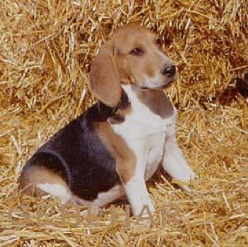 Photo of Artois Hound puppy