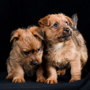 Photo of Australian Terrier puppy