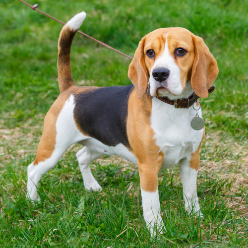 Photo of adult Beagle