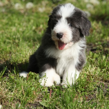 Photo of Bearded Collie puppy