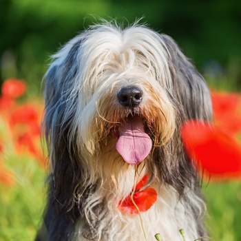 Photo of adult Bearded Collie