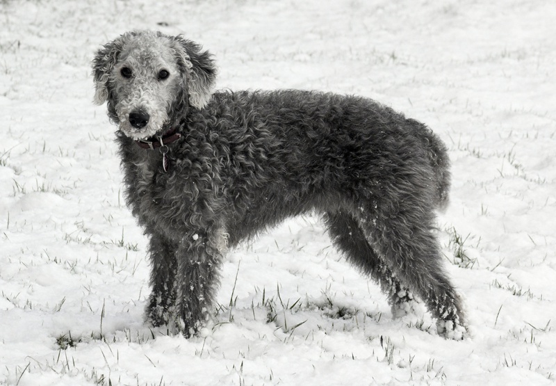 Bedlington Terrier Large Photo