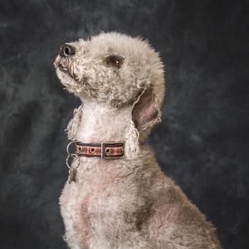 Photo of adult Bedlington Terrier