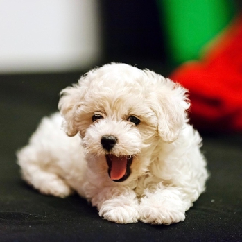 Photo of Bichon Frise puppy
