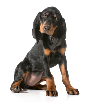 Photo of Black and Tan Coonhound puppy