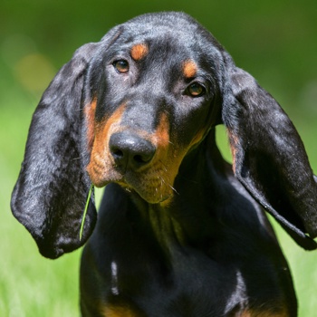 Photo of adult Black and Tan Coonhound