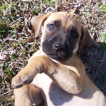 Photo of Black Mouth Cur puppy