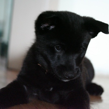 Photo of Black Norwegian Elkhound puppy