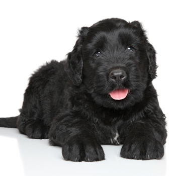 Photo of Russian Black Terrier puppy