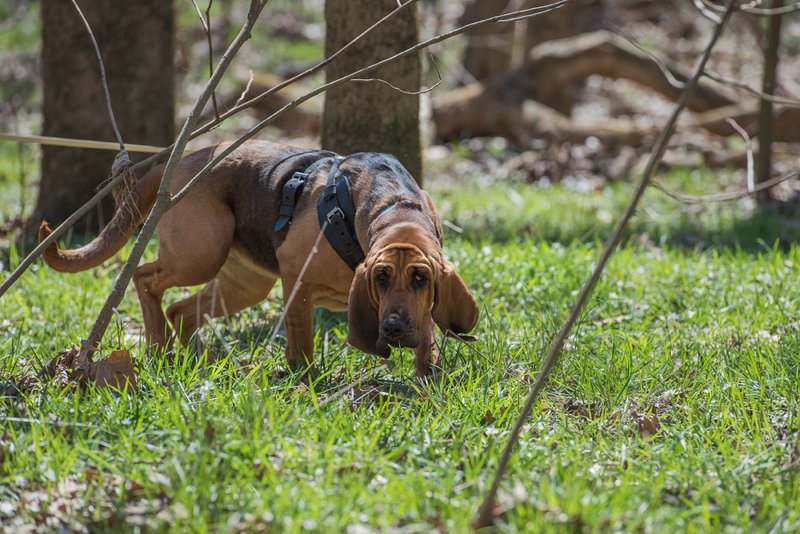 Bloodhound Large Photo