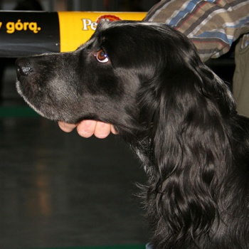 Photo of adult Blue Picardy Spaniel