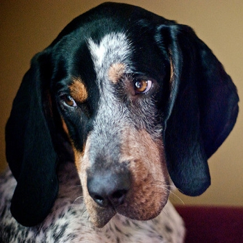 Photo of adult Bluetick Coonhound