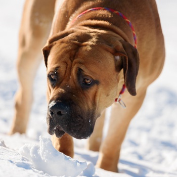 Photo of adult Boerboel