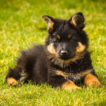 Photo of Bohemian Shepherd puppy