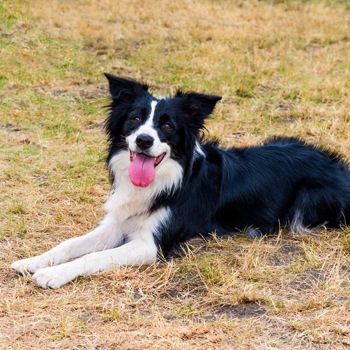 Photo of adult Border Collie