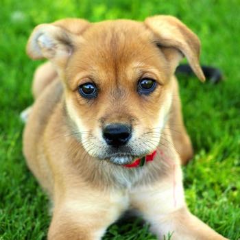 Photo of Boxweiler puppy