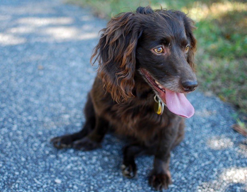 Boykin Spaniel Breed Information Characteristics Heath Problems Boykin Spaniel Breed Information Characteristics Heath Problems