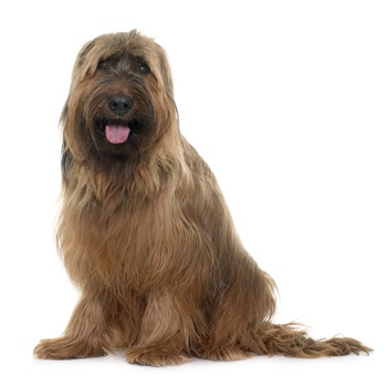 Photo of adult Briard