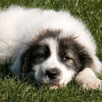 Photo of Bucovina Shepherd Dog puppy