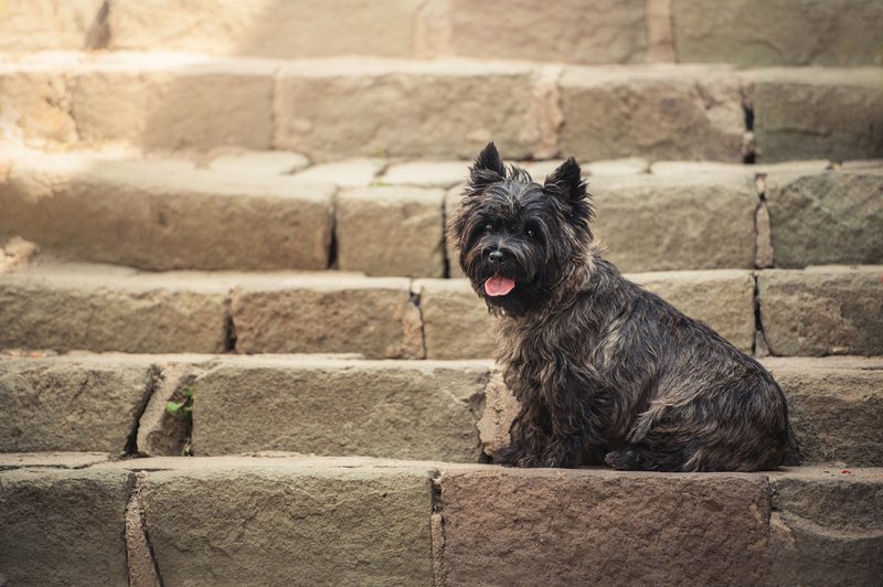 Cairn Terrier Large Photo