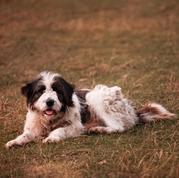 Photo of Carpathian Shepherd puppy