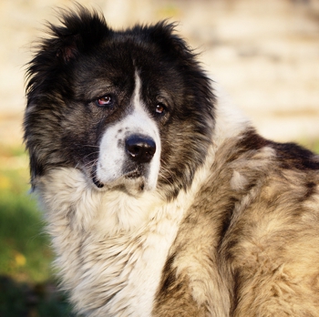 Photo of adult Caucasian Shepherd Dog