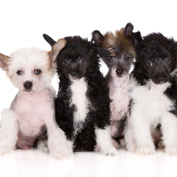 Photo of Chinese Crested Dog puppy