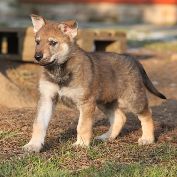 Photo of Czechoslovakian Wolfdog puppy