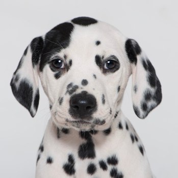 Photo of Dalmatian puppy