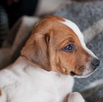 Photo of Danish Swedish Farmdog puppy