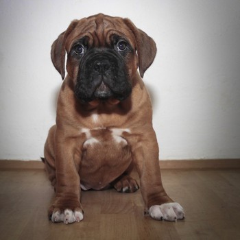 Photo of Dogue de Bordeaux puppy