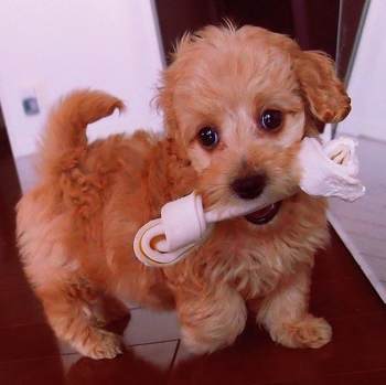 Photo of Doxiepoo puppy
